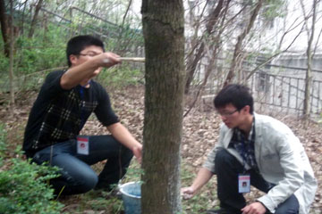 青志队员粉刷石灰粉